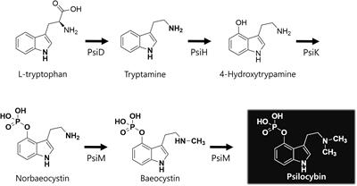 A narrative exploration of psilocybin’s potential in mental health